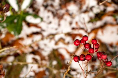 Red small round berries on a thin brown tree branch 스톡 사진