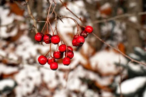 Red small round berries on a thin brown tree branch 스톡 사진
