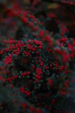 Red small rowan berries Stock Photos