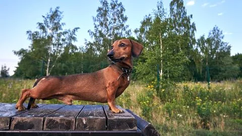 Red smooth-haired dachshund in the training ground for dogs Stock Photos