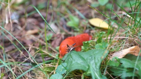 Red snail 2 Stock Footage 116813294