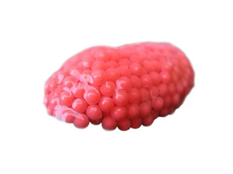 Red snail eggs 写真素材