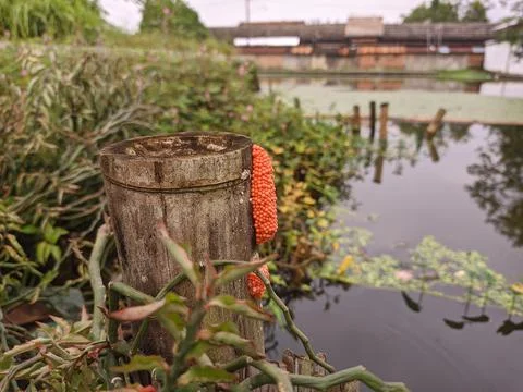 Red snail eggs Stock Photos