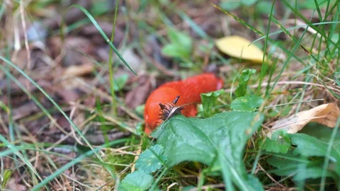 Red snail Stock Footage 116813301