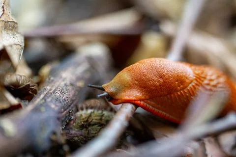 Red snail Stock Photos