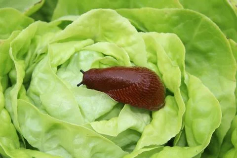 Red snail on a salad leaf Stock Photos