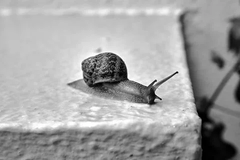 A red snail with a shell crawling on a concrete wall after rain in Greece Stock Photos