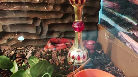 Red snake with black spots in a terrarium cage, close-up 動画素材 289528614