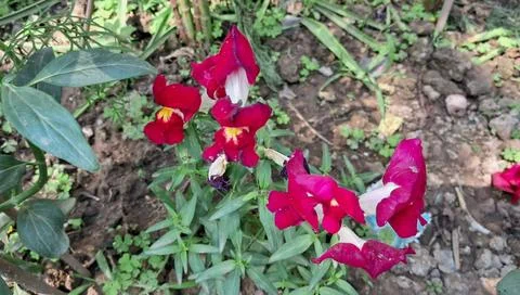 Red Snapdragon Flowers Bloom on Green Leaves Background Stock Photos
