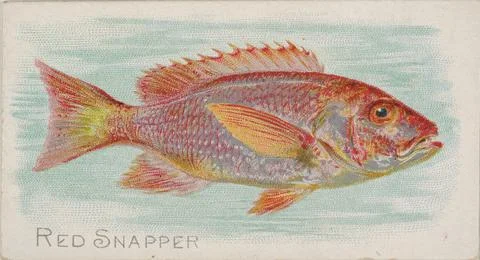 Red Snapper, from the Fish from American Waters series (N8) for Allen &amp; Gin.. Illustrazione stock