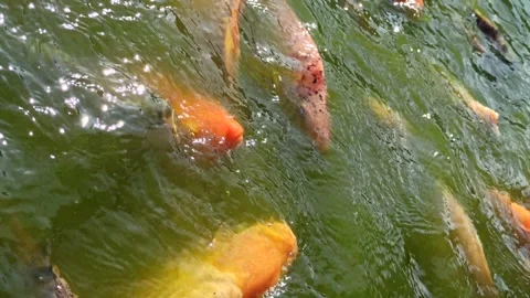 Red snapper fish are fighting for food Video stock 276210916