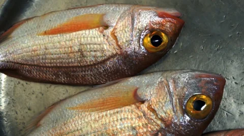 Red snapper fish Stock Footage 34182137