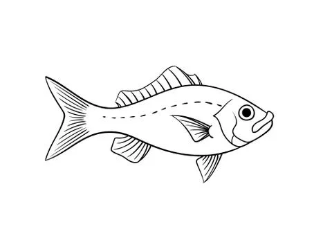 Red snapper fish illustration Stock Illustration