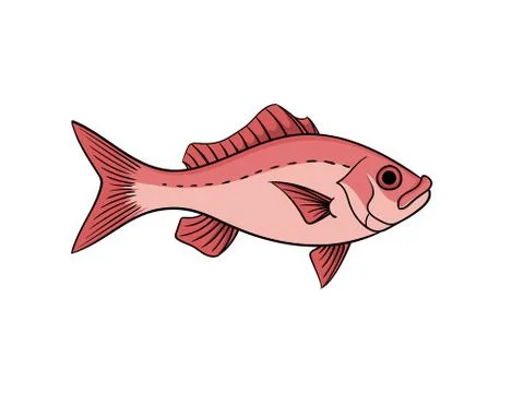 Red snapper fish illustration Stock Illustration