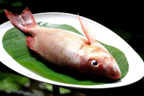 Red snapper fish Stock Photos