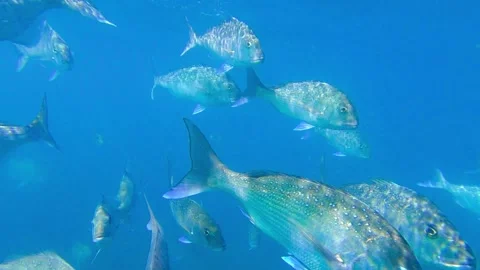 Red snapper Stock Footage 231502878