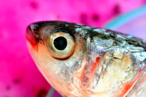 A red snapper head Foto stock