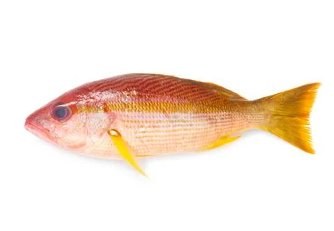 Red Snapper Stock Photos