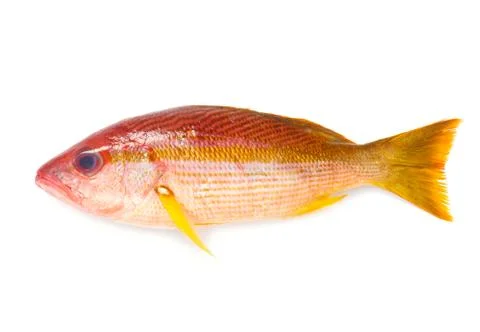 Red Snapper Foto stock