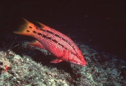 Red Snapper Stock Photos