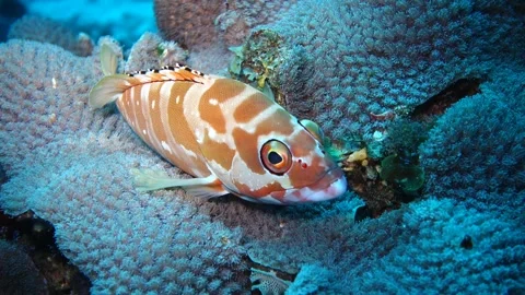 The Red Snapper Staring at the Camera: Ogasawara Stock Footage 332765103