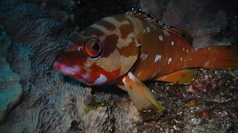 Red Snapper Watching the Camera, Ogasawara Stock Footage 332765259