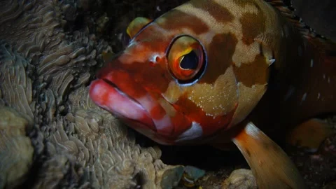 Red Snapper Watching the Camera, Ogasawara Stock Footage 332765273