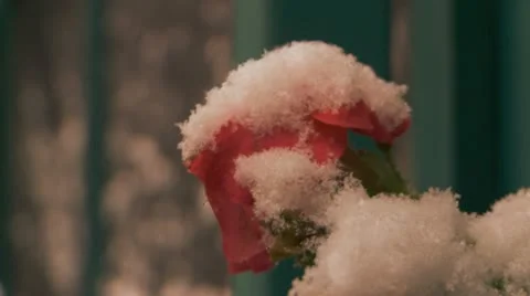 Red Snow Rose 库存影片 11626270