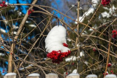The red snowball tree on a winter day. Stock Photos