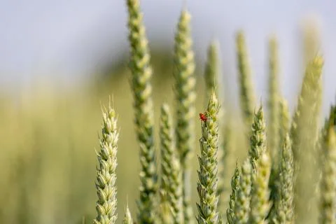 Red soft-bodied beetle on a wheat ear Stock Photos