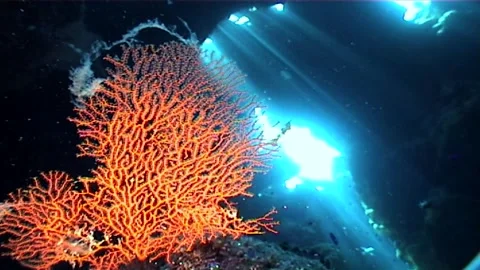 Red Soft Coral In A Cave Stock Footage 300663939