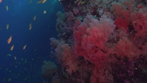 Red soft corals and ref fishes along a steep drop off coral reef in the Vídeo Stock 145091435