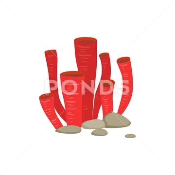 Red Soft Tube Coral Growing Underwater On The Bottom Marine Animal Stock Illustration