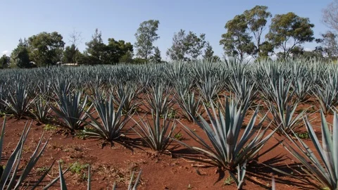 Red Soil Agave Field Located in Tequila, Mexico. Young Agave Plants Slow Motion Stock Footage 98304015