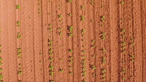Red soil field|Aerial Vídeos de archivo 82315261