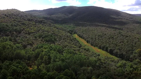 Red soil forest aerial view in Amealco Queretaro with green pine trees drone POV Stock Footage 344593235
