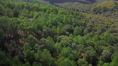 Red soil forest aerial view in Amealco Queretaro with green pine trees drone POV Stock Footage 344593924