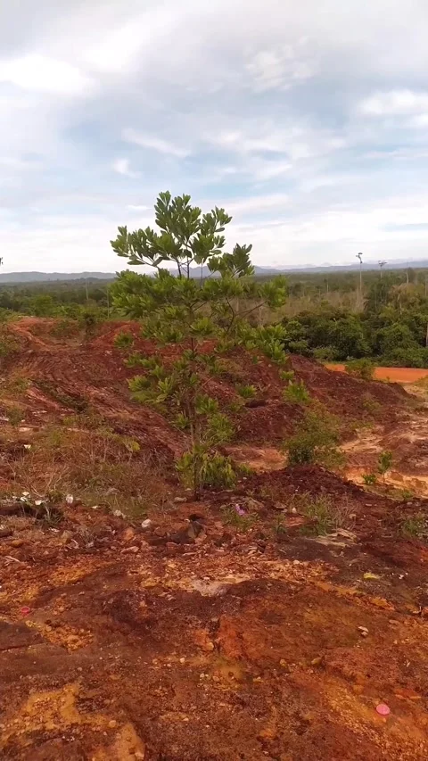 Red Soil Landscape with Lone Tree and Cloudy Sky Aerial View Stock Footage Stock Footage 335980272