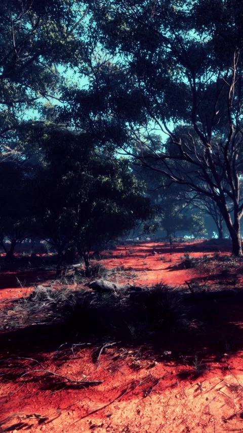 Red soil path through trees in a forest during daylight hours Stock Footage 338427041