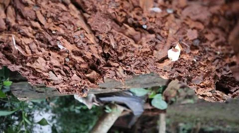 Red soil Stock Photos
