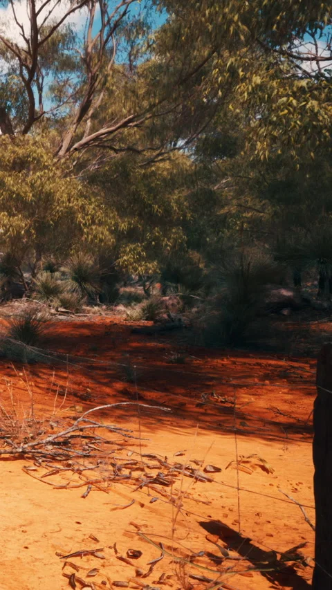 Red soil under trees in Australian outback with a wooden post nearby 스톡 동영상 342948295