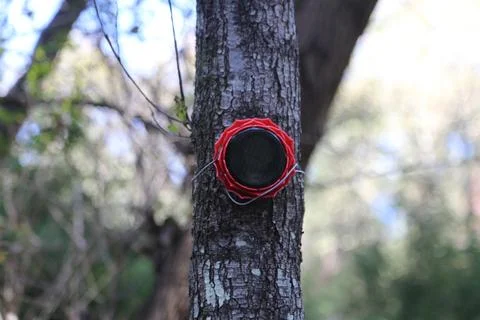 Red solar light attached to a tree trunk Stock Photos