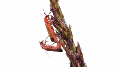 Red soldier beetle couple copulation with morning dew in the moor Stock Footage 194138880