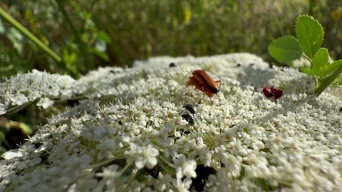 Red Soldier Beetle Feeding On Wild Carrot Umbel Crowded With Insects Stock Footage 341601446