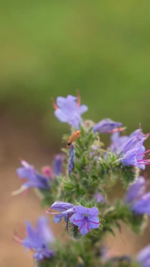 Red soldier beetle Stock Footage 279944072