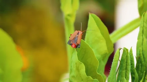 Red soldier beetle on green leaf macro close up slow motion stock footage Vídeo Stock 311369271