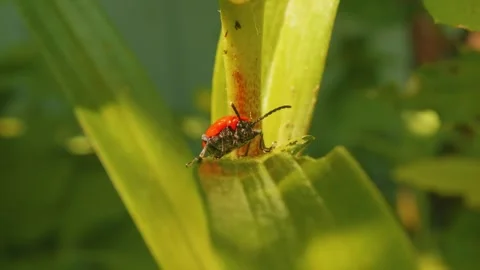 Red soldier beetle on green leaf macro close up slow motion stock footage Vídeos de archivo 312035892