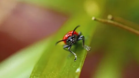 Red soldier beetle on green leaf macro close up slow motion stock footage Vídeo Stock 314228050