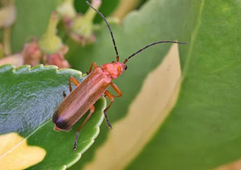 Red soldier beetle on leaf Stock Photos