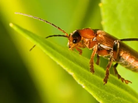 Red Soldier Beetle Stock Photos